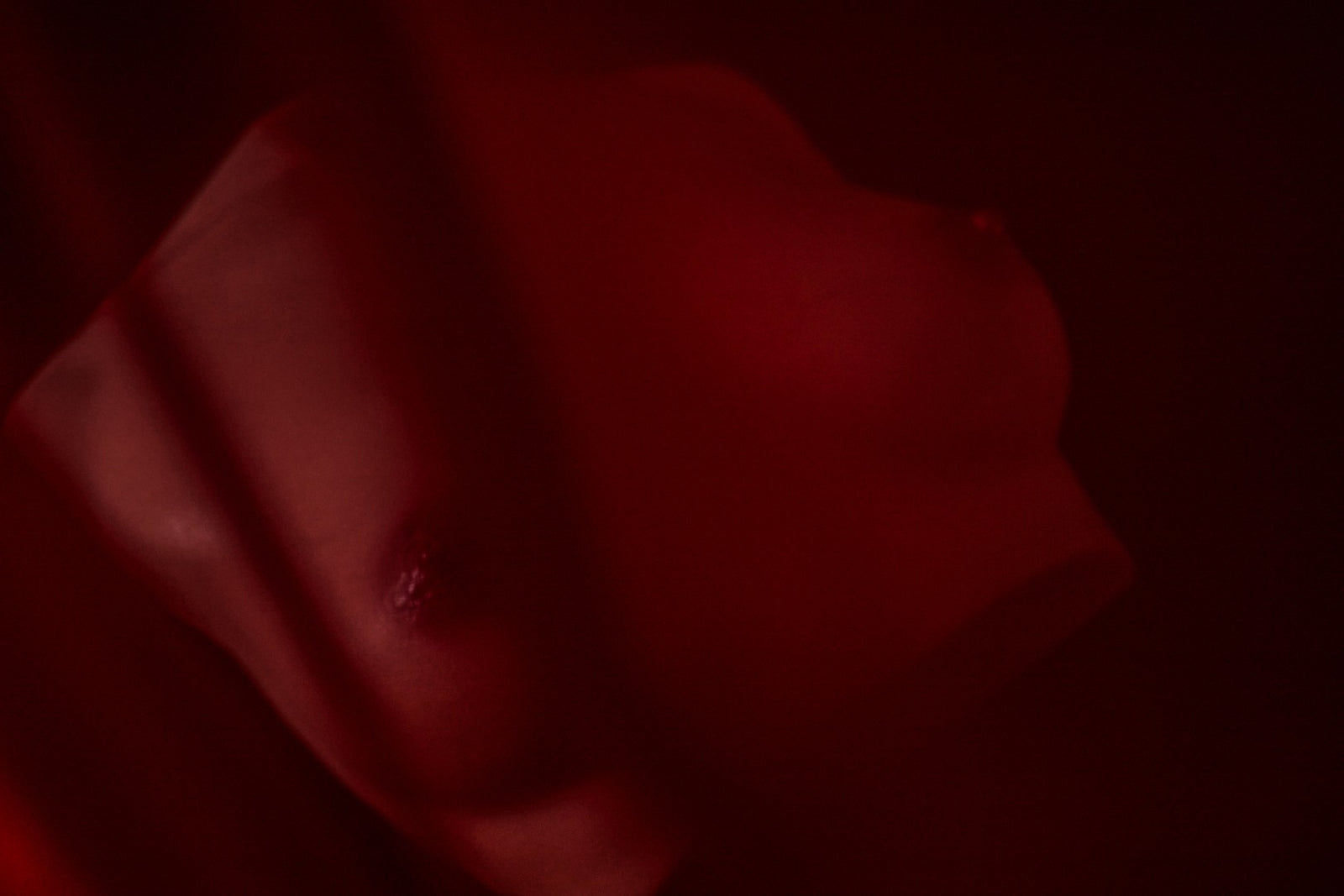 Chest (S) Torso Sex doll (Climax Doll Pro B-cup silicone)